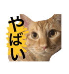 実家のネコ(とろさぁもん)（個別スタンプ：21）