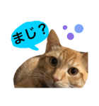 実家のネコ(とろさぁもん)（個別スタンプ：22）