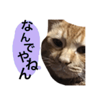 実家のネコ(とろさぁもん)（個別スタンプ：25）