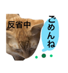 実家のネコ(とろさぁもん)（個別スタンプ：26）