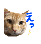 実家のネコ(とろさぁもん)（個別スタンプ：28）