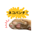 実家のネコ(とろさぁもん)（個別スタンプ：29）