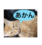 実家のネコ(とろさぁもん)（個別スタンプ：30）
