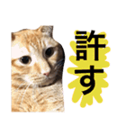 実家のネコ(とろさぁもん)（個別スタンプ：31）