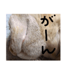 実家のネコ(とろさぁもん)（個別スタンプ：32）