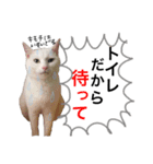 ハナテン（個別スタンプ：1）