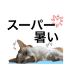 ハナテン（個別スタンプ：2）
