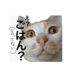 ハナテン（個別スタンプ：5）