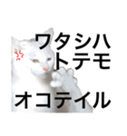 ハナテン（個別スタンプ：9）