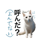 ハナテン（個別スタンプ：16）