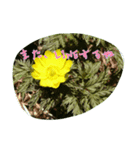 お花（個別スタンプ：1）