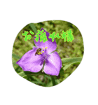 お花（個別スタンプ：2）