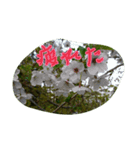 お花（個別スタンプ：7）