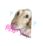 ダックスのプリンくん（個別スタンプ：1）