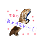 ダックスのプリンくん（個別スタンプ：12）