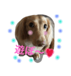 ダックスのプリンくん（個別スタンプ：15）