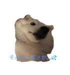 ブスピッツ ハク（個別スタンプ：2）
