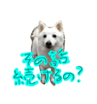 ブスピッツ ハク（個別スタンプ：3）