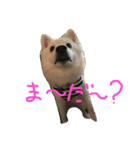 ブスピッツ ハク（個別スタンプ：8）
