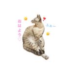 いやしのりんたろう（個別スタンプ：3）