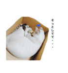 いやしのりんたろう（個別スタンプ：24）