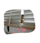 飛べ飛べアンジー16スタンプ（個別スタンプ：12）