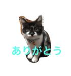 バルくんとたぁーこ（個別スタンプ：16）