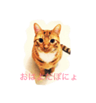 靴下を履いた猫（個別スタンプ：1）