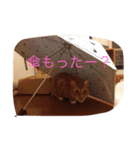 靴下を履いた猫（個別スタンプ：3）