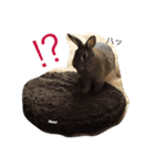 muーうさぎ（個別スタンプ：4）