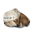気ままに行こうよ（個別スタンプ：16）