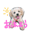 ももたんスタンプ（個別スタンプ：1）