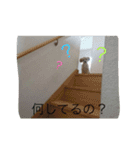 ももたんスタンプ（個別スタンプ：2）