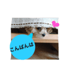 ももたんスタンプ（個別スタンプ：5）
