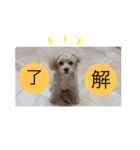 ももたんスタンプ（個別スタンプ：8）
