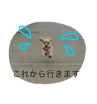 ももたんスタンプ（個別スタンプ：12）