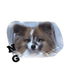 パピヨンの喜怒哀楽（個別スタンプ：2）