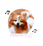 パピヨンの喜怒哀楽（個別スタンプ：3）