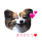 パピヨンの喜怒哀楽（個別スタンプ：6）
