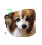 パピヨンの喜怒哀楽（個別スタンプ：7）