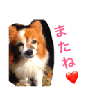 パピヨンの喜怒哀楽（個別スタンプ：8）