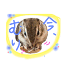 可愛いです。（個別スタンプ：7）