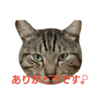 よく使える言葉たち。（個別スタンプ：1）