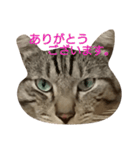 よく使える言葉たち。（個別スタンプ：3）