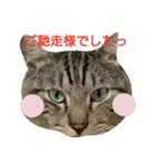 よく使える言葉たち。（個別スタンプ：8）