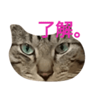 よく使える言葉たち。（個別スタンプ：9）