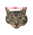よく使える言葉たち。（個別スタンプ：12）