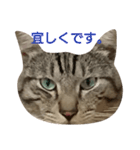 よく使える言葉たち。（個別スタンプ：13）