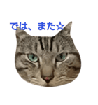 よく使える言葉たち。（個別スタンプ：16）