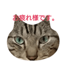 よく使える言葉たち。（個別スタンプ：17）